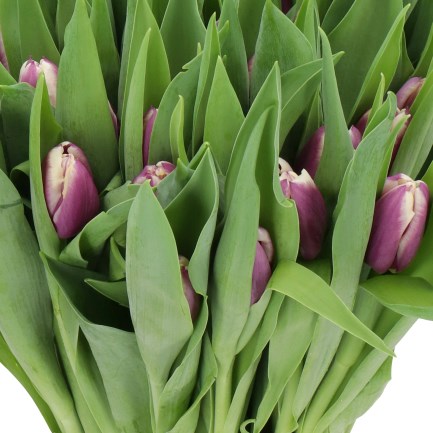 TULIPS LIGTHART