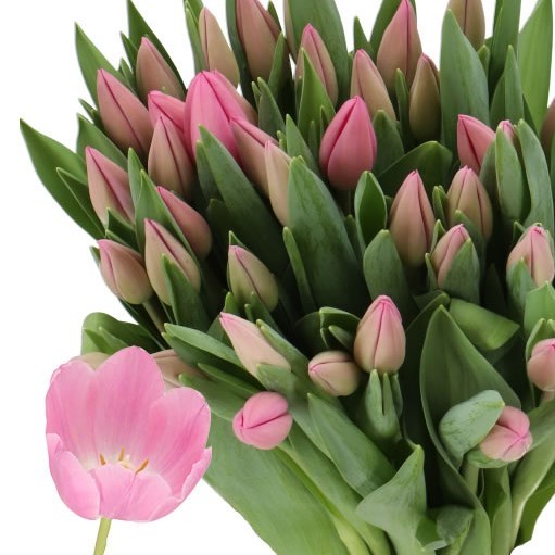 TULIPS LINCOLN