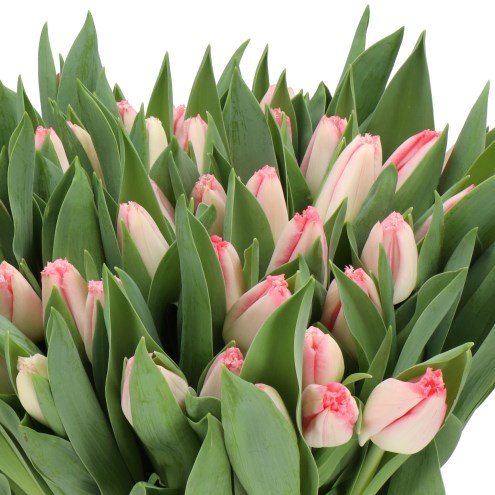 TULIPS LINGERIE