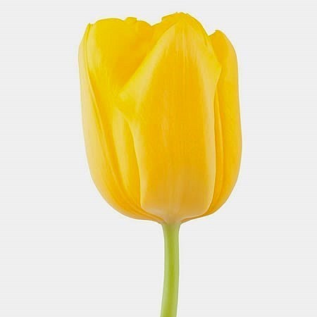 TULIPS LIONS GLORY