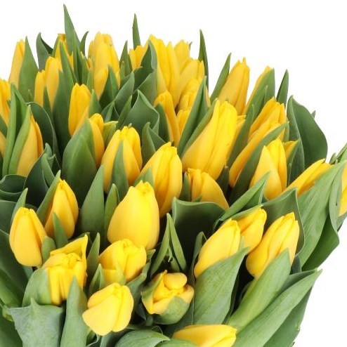 TULIPS LIONS GLORY