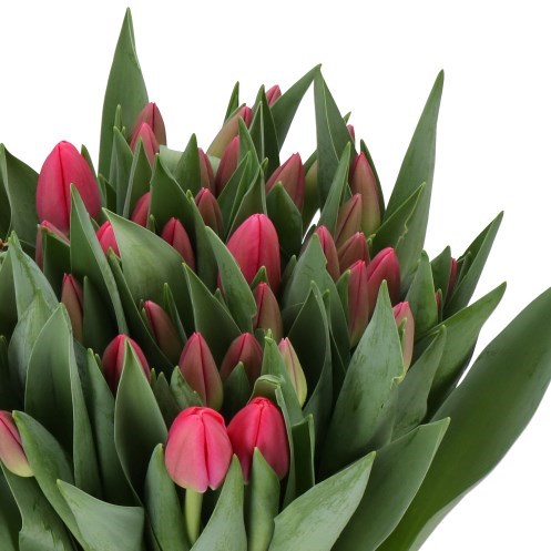 TULIPS LIPSTICK