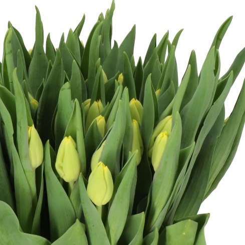 TULIPS LOBKE