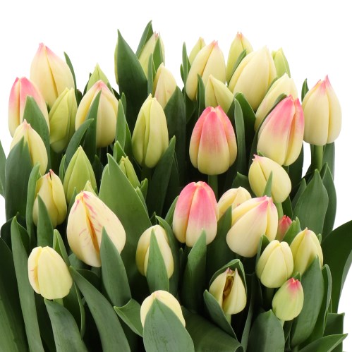 TULIPS LORELY