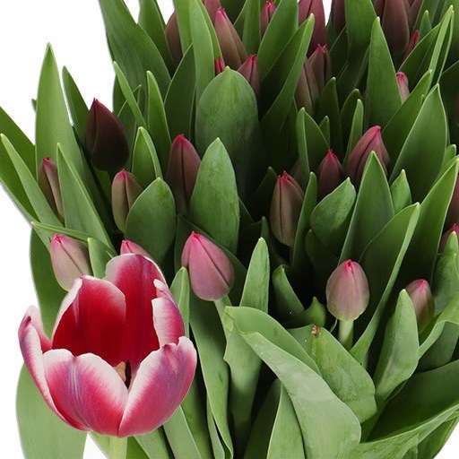 TULIPS LORNAH