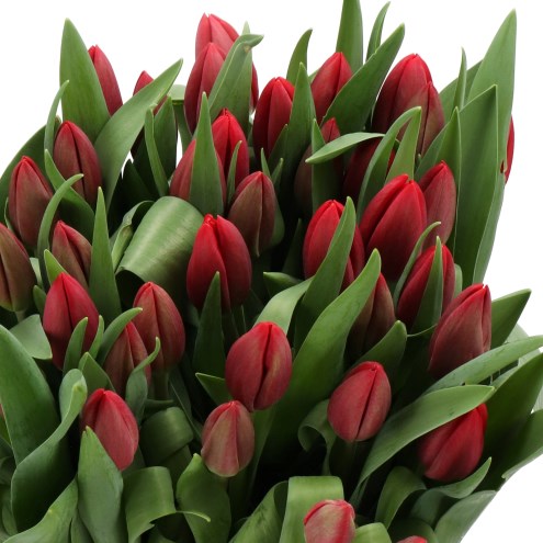 TULIPS LOVE TRAIN