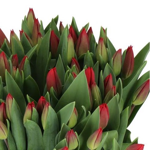 TULIPS LOVEFLIGHT
