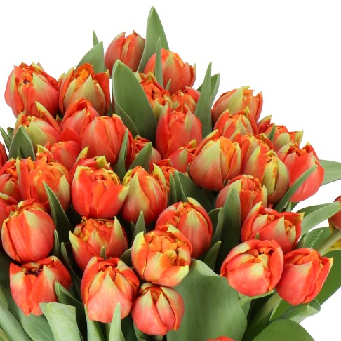 TULIPS LOZANO