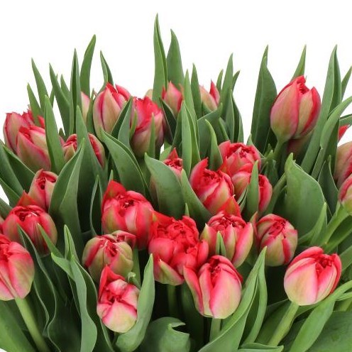 TULIPS MAGIC PRICE