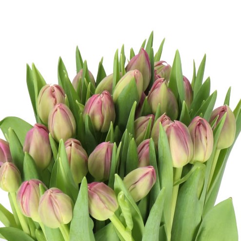 TULIPS MARGARITA