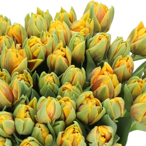TULIPS MARGRIET