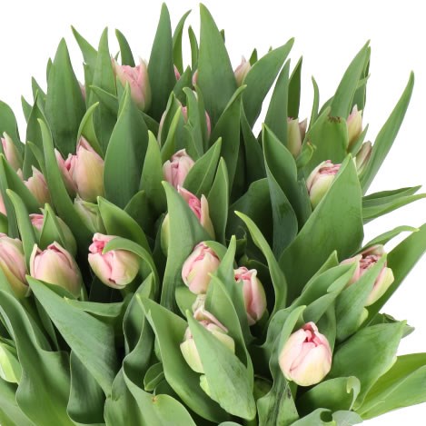TULIPS MARIAGE