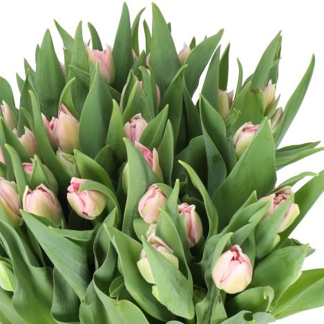 TULIPS MARIAGE