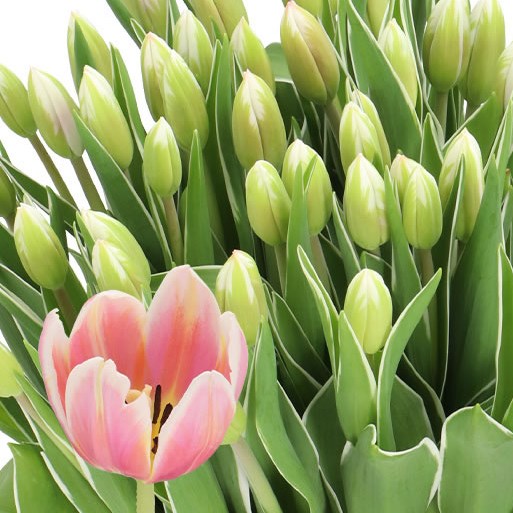 TULIPS MARK DESIGN
