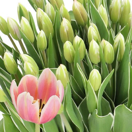 TULIPS MARK DESIGN