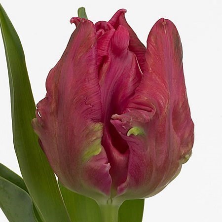 TULIPS MARVEL (PARROT)