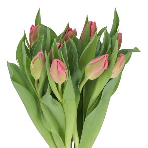 TULIPS MARVEL PARROT
