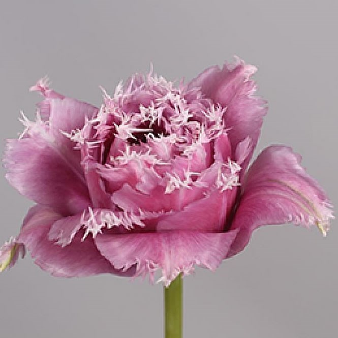 TULIPS MASCOTTE