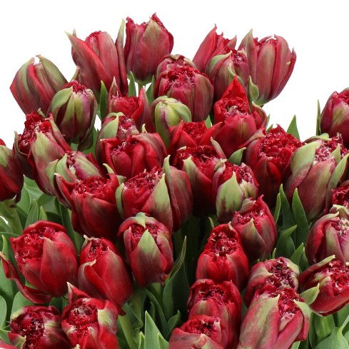 TULIPS MASCOTTE ROUGE