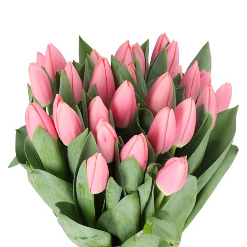 TULIPS MASKOVRI