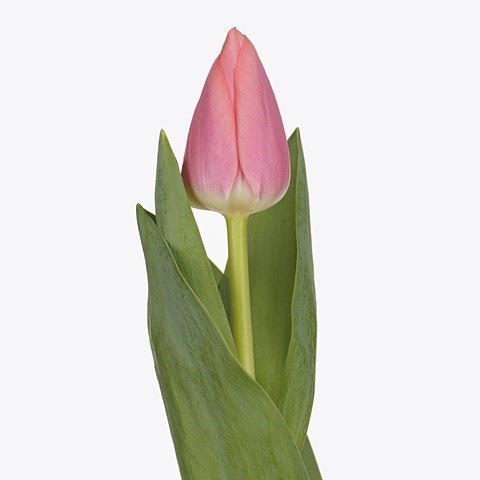 TULIPS MASKOVRI