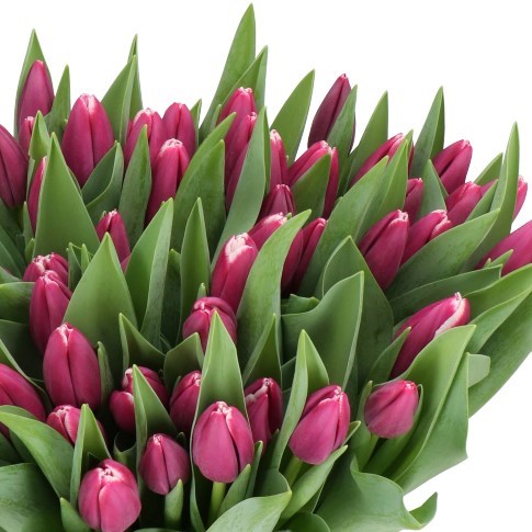 TULIPS MASTERCLASS