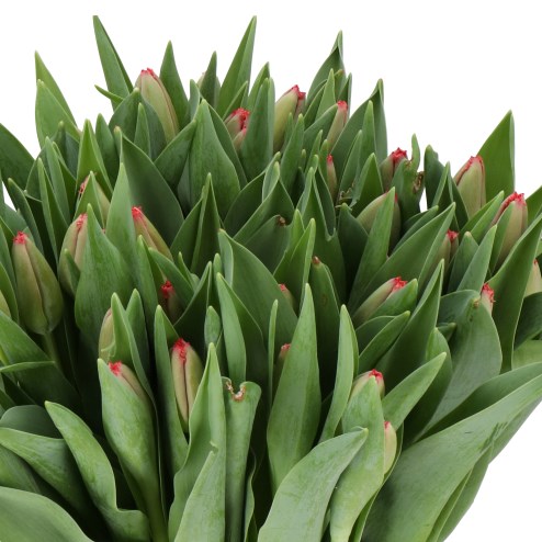 TULIPS MASTERPEACE