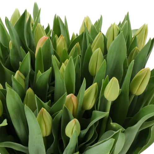 TULIPS MATCH