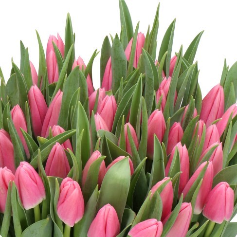 TULIPS MATCHMAKER
