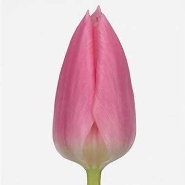 TULIPS MATCHMAKER