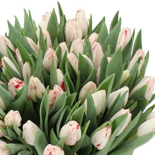 TULIPS MEREL DELIGHT