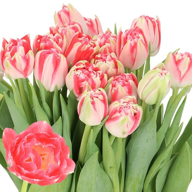 TULIPS MERINGUE