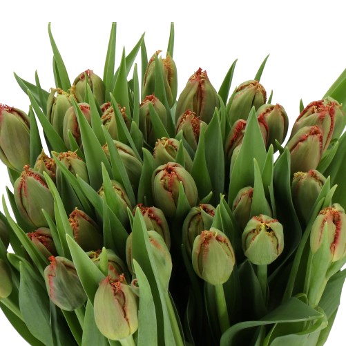 TULIPS MI AMOR