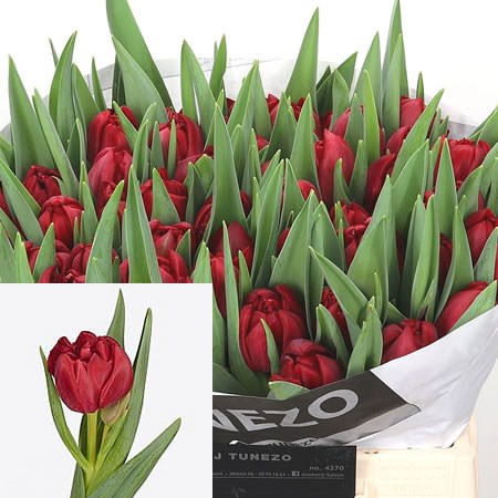 TULIPS MIKADO