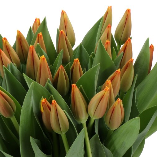 TULIPS MILATZ
