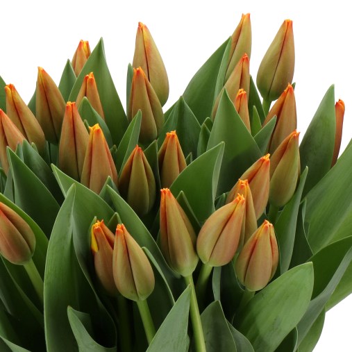 TULIPS MILATZ