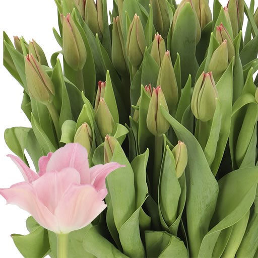 TULIPS MISS ELEGANCE