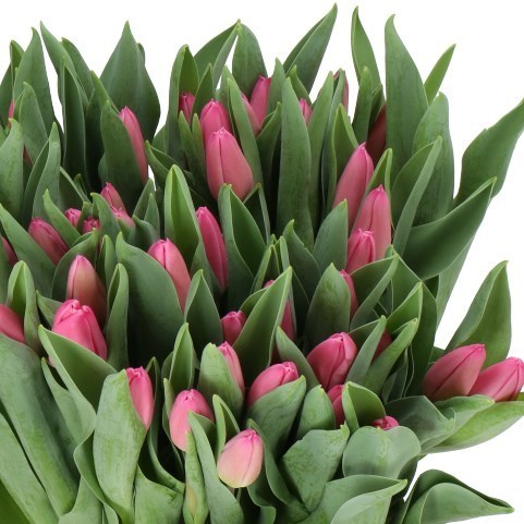TULIPS MOLTO AMATA