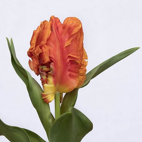 TULIPS MONARCH PARROT