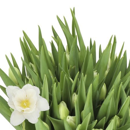 TULIPS MONDIAL
