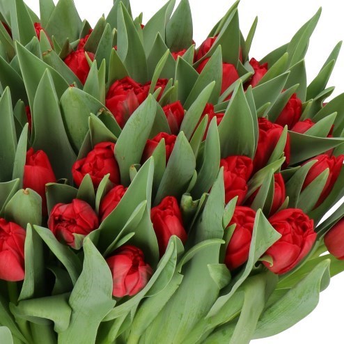 TULIPS MONDIANO
