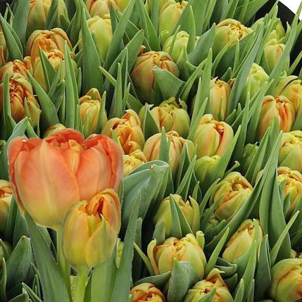 TULIPS MONTE ORANGE