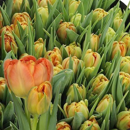 TULIPS MONTE ORANGE