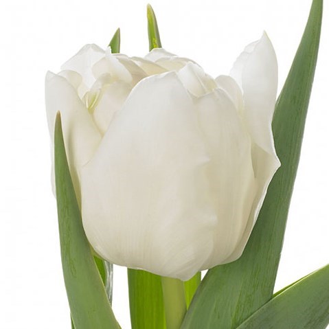 TULIPS MONTORINO