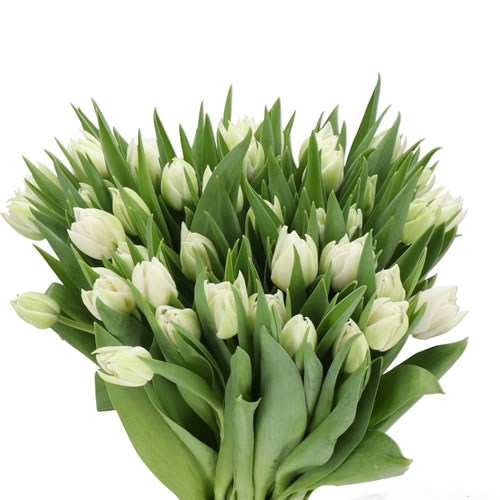 TULIPS MONTORINO