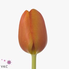 TULIPS MORGANA