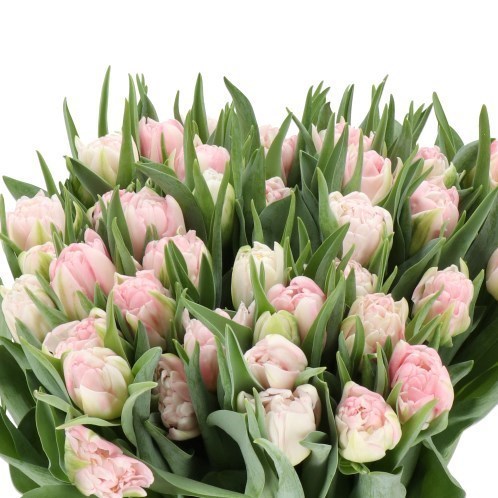 TULIPS MOTHERS CHOICE