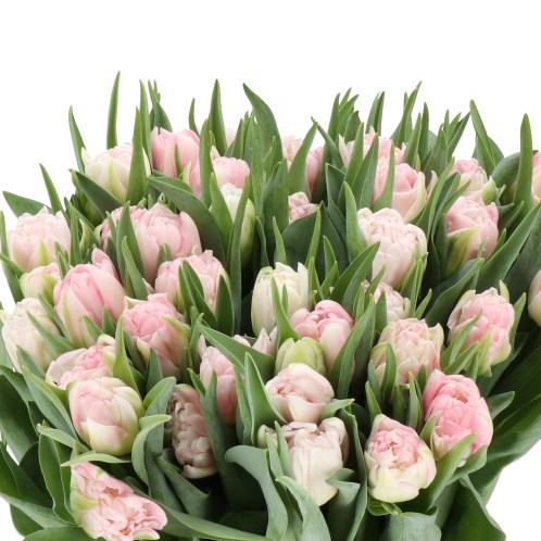 TULIPS MOTHERS CHOICE