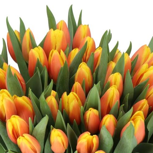 TULIPS MS. LI