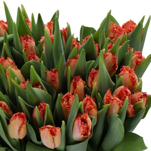 TULIPS MURCIA